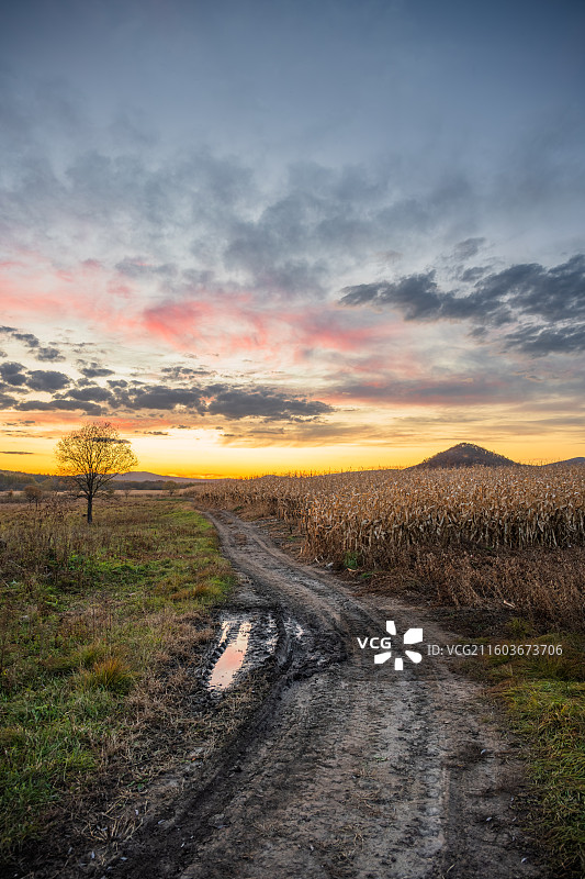 黑龙江鹤岗萝北县龙江三峡黄昏时分的乡村小径与金黄色田野图片素材
