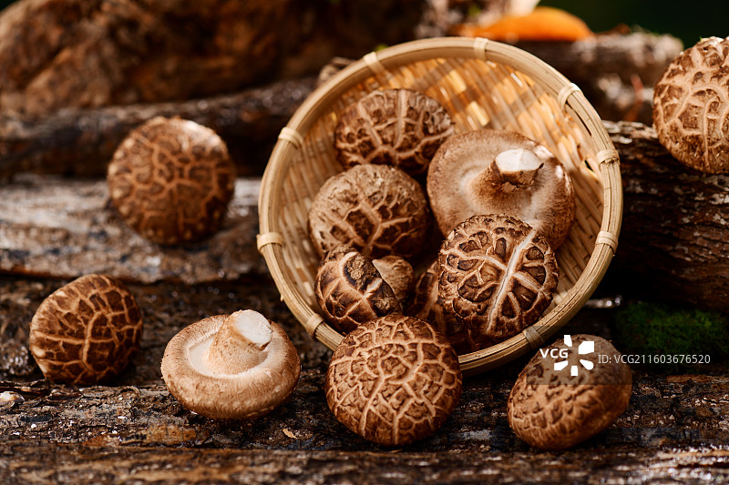 食用菌花菇图片素材