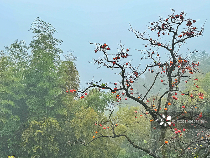 兢山柿子村 柿子红了图片素材