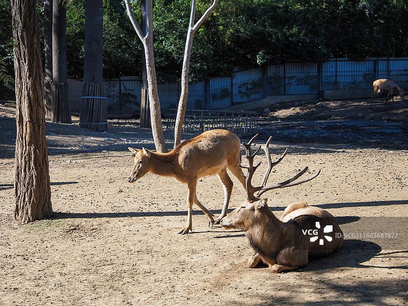 济南动物园的麋鹿图片素材