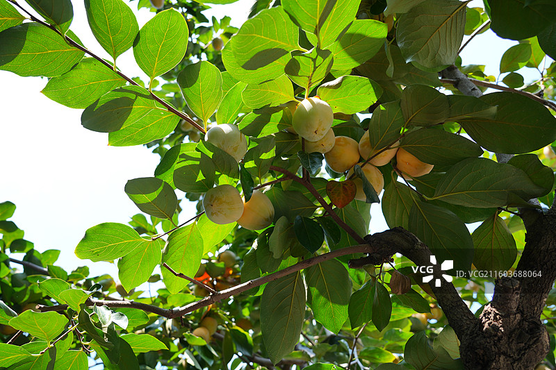 柿子树 柿子  “东榴金 西柿银”江苏省徐州市户部山崔焘故居图片素材