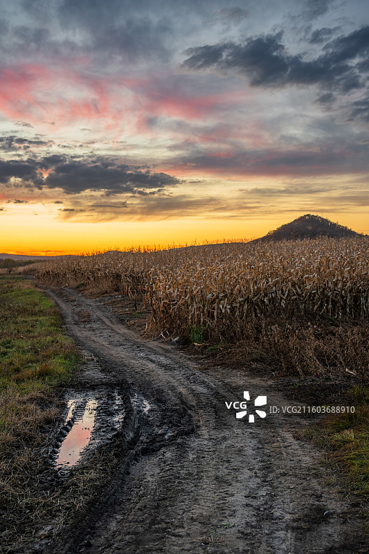 黑龙江鹤岗萝北县龙江三峡夕阳下的玉米田小径图片素材
