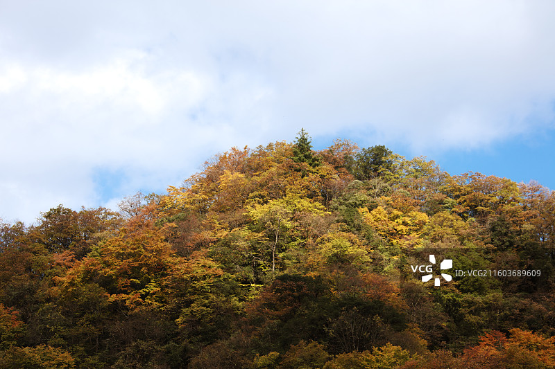 秋天彩色的米仓山景区图片素材