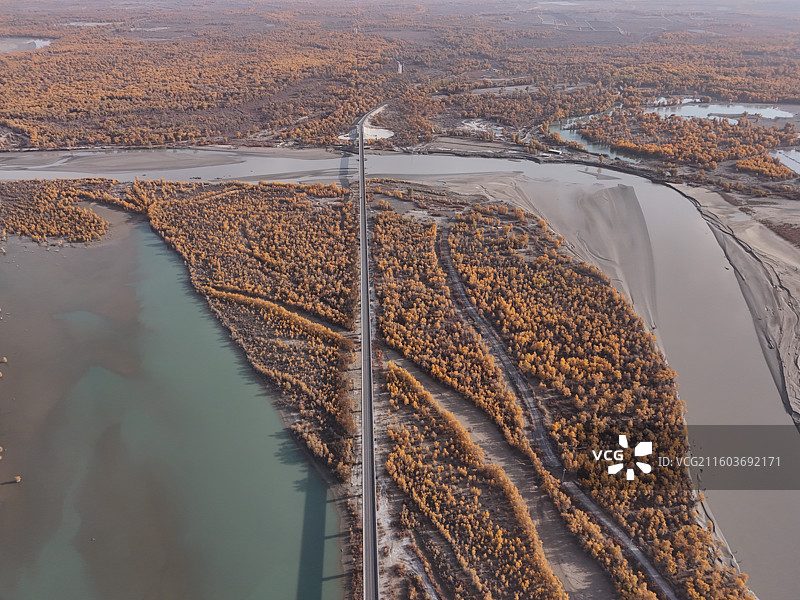 沙雅哈德墩大桥胡杨秋色图片素材