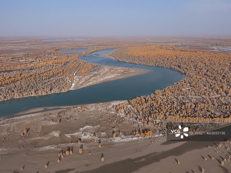 沙雅哈德墩大桥胡杨秋色图片素材