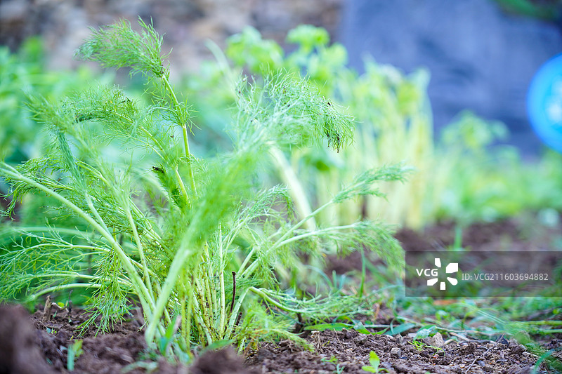野生自然种植养殖图片素材
