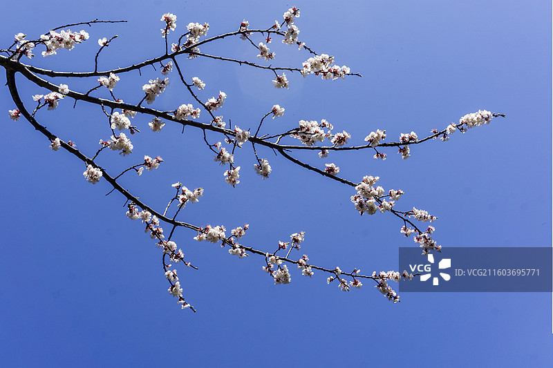 杏花 春日杏花图片素材