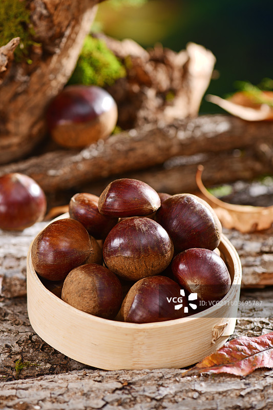 刚收获的新鲜板栗图片素材