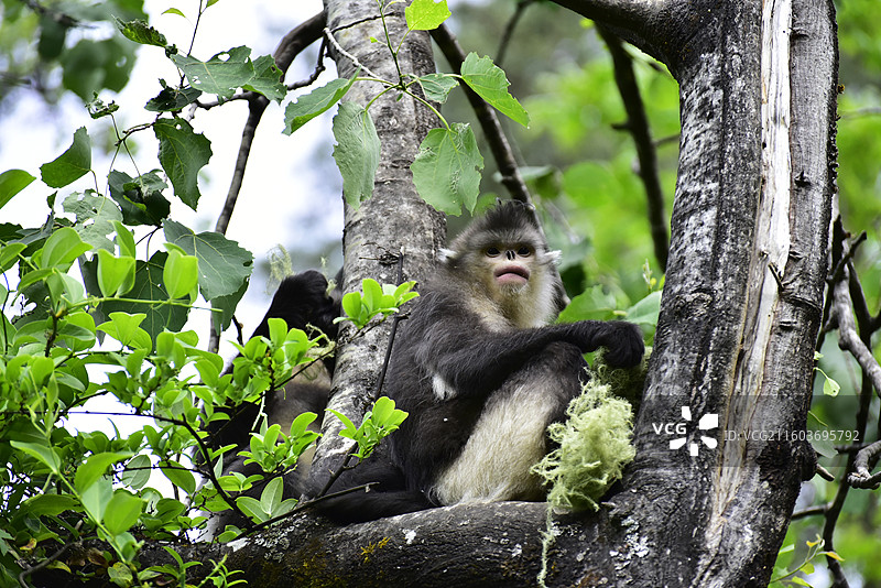 云南维西县野生动物滇金丝猴仰鼻猴特写图片素材