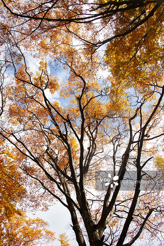 米仓山十里画廊米心水青冈树红叶图片素材