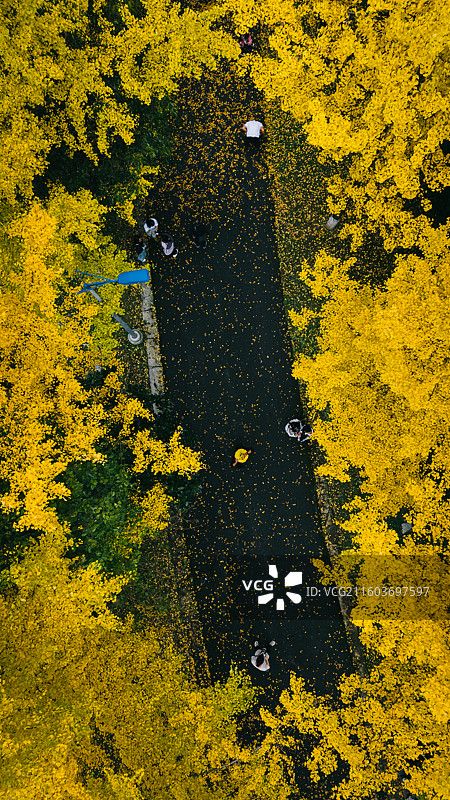 人们行走在金黄色的秋天黄金大道，贵阳观山湖公园航拍，竖版图，人在拍照图片素材