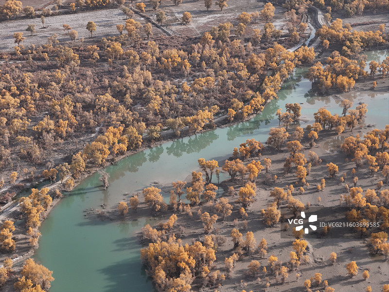 沙雅哈德墩大桥胡杨秋色图片素材