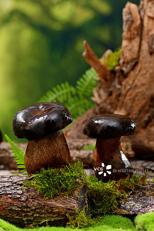 森林里的牛肝菌图片素材