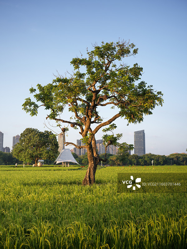 漳州高新区龙江岁月城市边缘的孤树与绿地图片素材