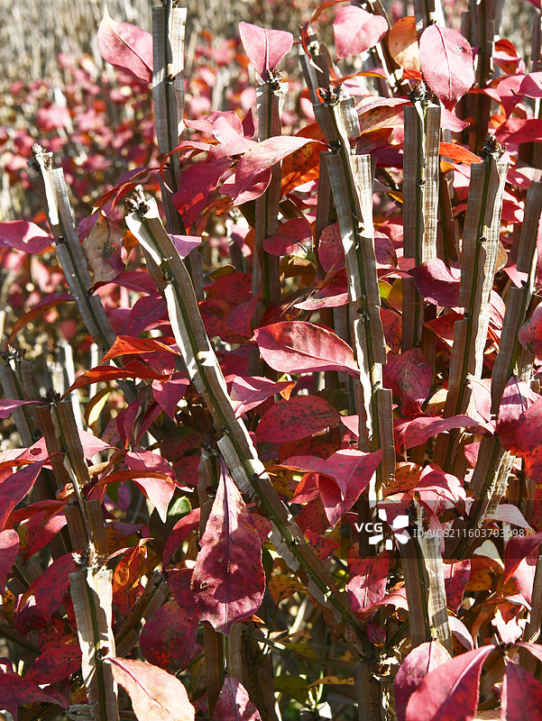 山东枣庄山亭区中药材种植基地内树型秀美、叶片红艳的卫矛图片素材