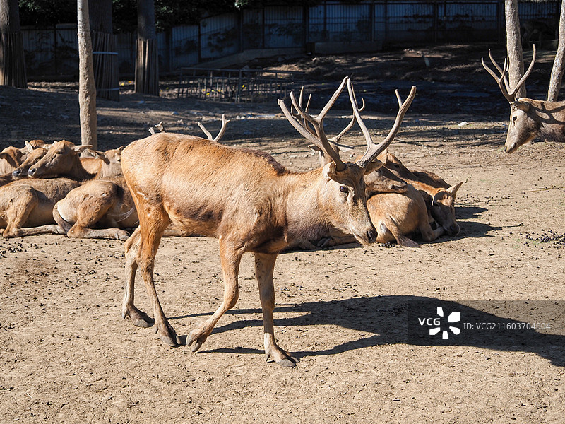 济南动物园的麋鹿图片素材