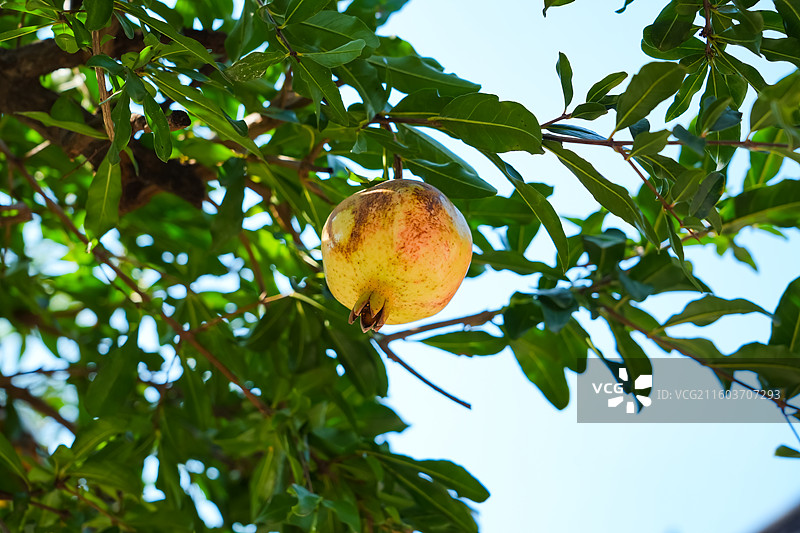 石榴树  石榴 “东榴金 西柿银” 江苏省徐州市户部山崔焘故居图片素材