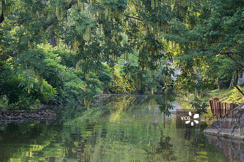 镇江南山文苑枫杨和金丝桃图片素材