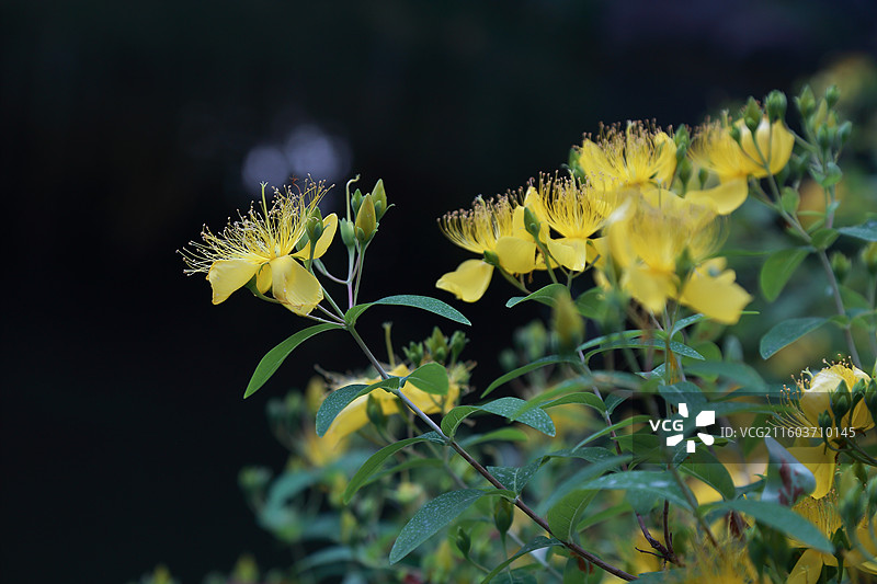 镇江南山文苑金丝桃盛开图片素材