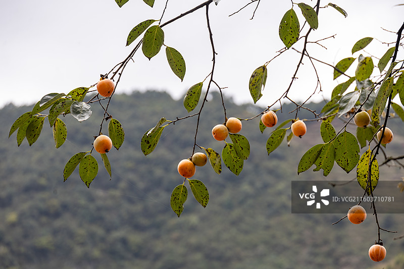 贵州毕节威宁金钟夸都么站冬天柿子成熟图片素材