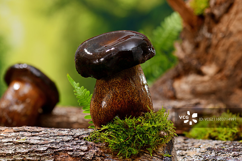 森林里的牛肝菌图片素材