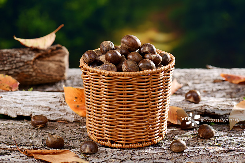 刚收获的新鲜板栗图片素材