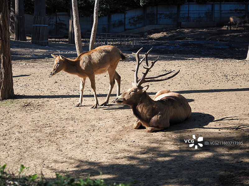 济南动物园的麋鹿图片素材