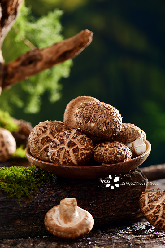 食用菌花菇图片素材