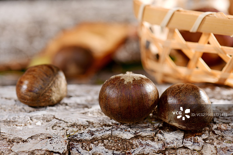 刚收获的新鲜板栗图片素材