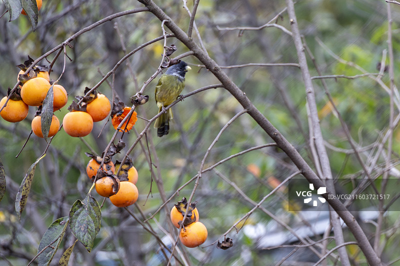 贵州毕节威宁金钟夸都么站冬天柿子成熟图片素材