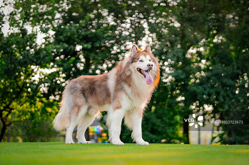 阿拉斯加犬图片素材
