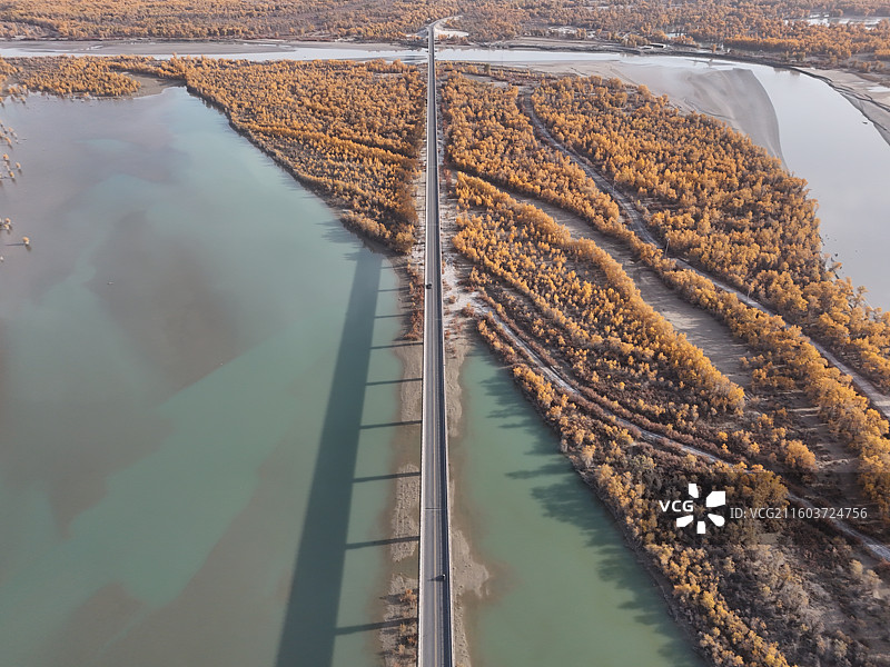 沙雅哈德墩大桥胡杨秋色图片素材