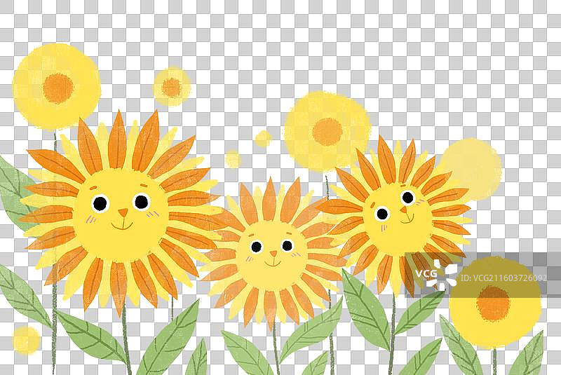 太阳花图片素材