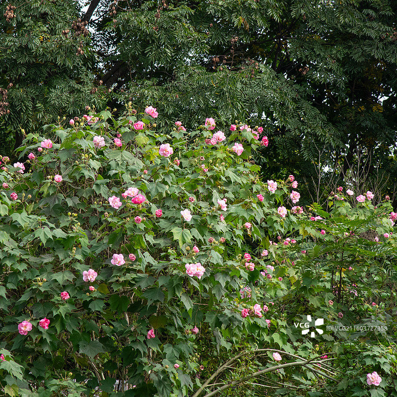 成都青龙湖湿地公园-明蜀王陵木芙蓉花树图片素材