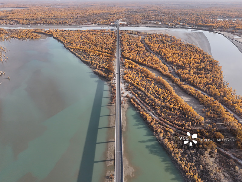 沙雅哈德墩大桥胡杨秋色图片素材