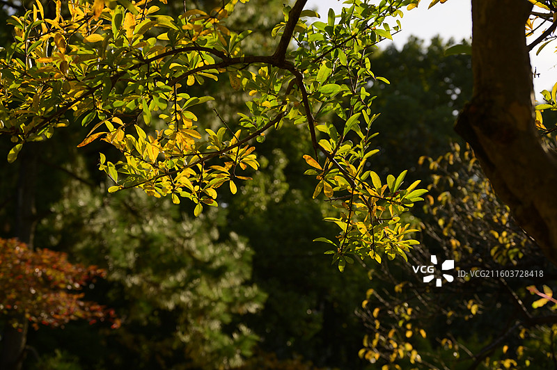蓝天白云下的金色及红色树叶在阳光下闪闪发亮图片素材