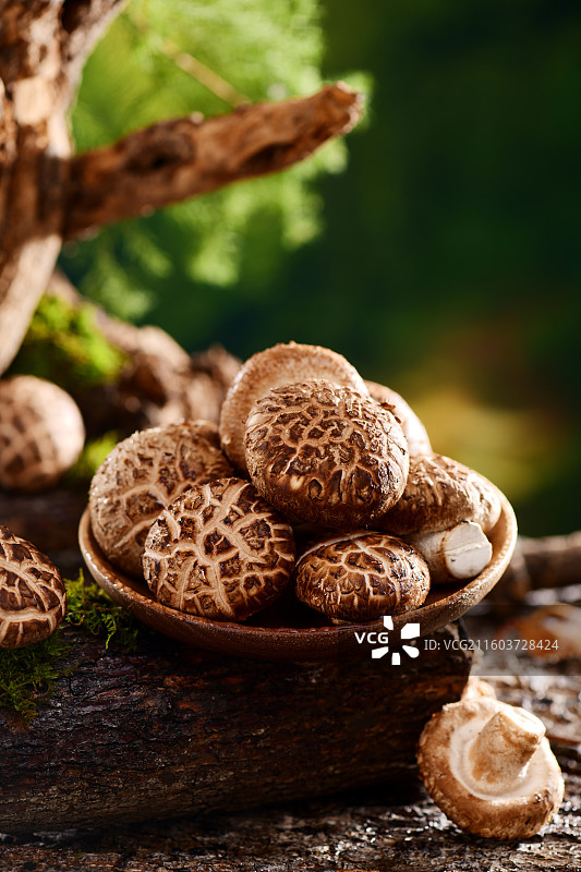 食用菌花菇图片素材