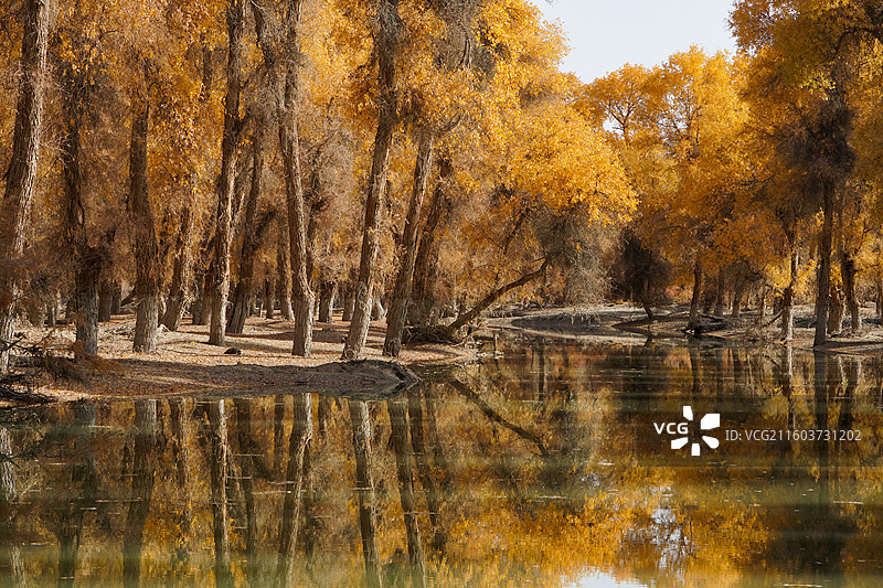 新疆沙雅139胡杨秘境公路沿途风光图片素材