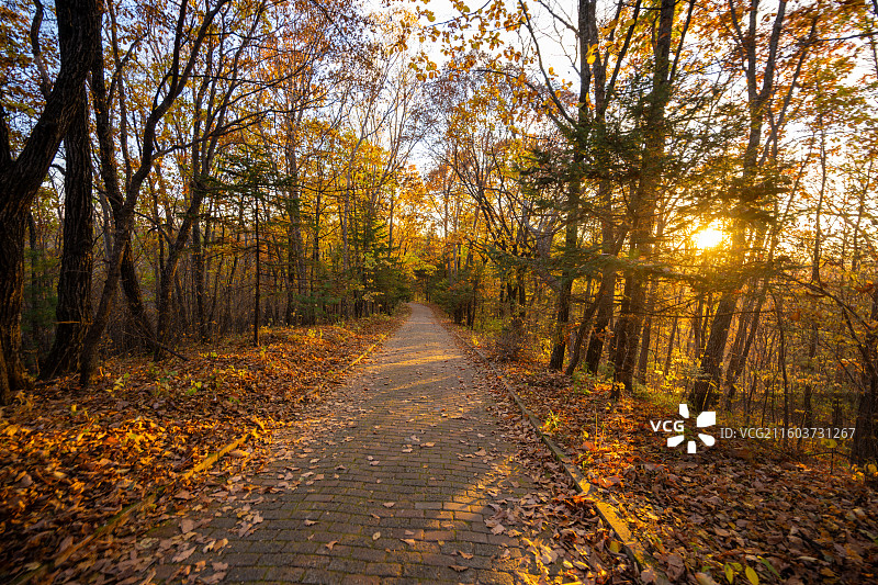 黑龙江鹤岗萝北县龙江三峡秋日森林小径上的金色黄昏图片素材