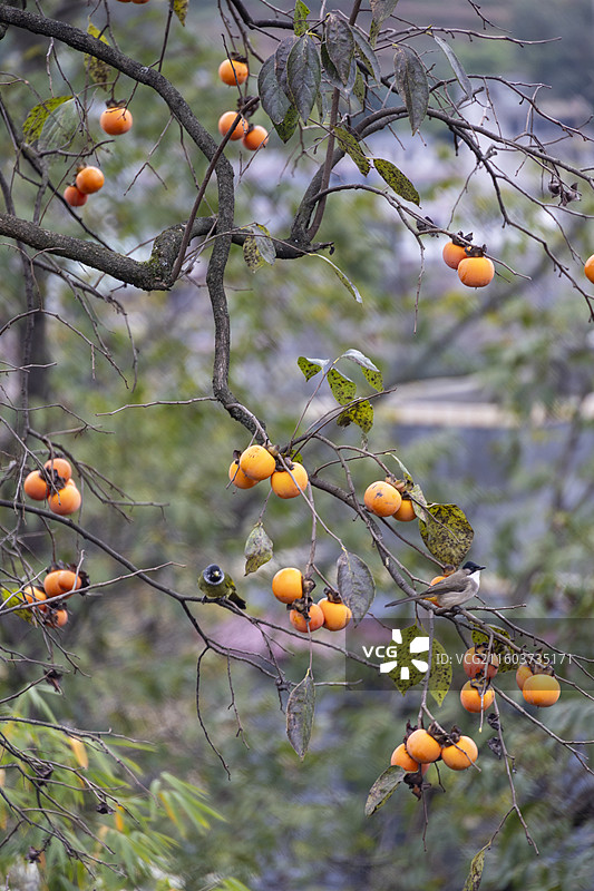贵州毕节威宁金钟夸都么站冬天柿子成熟图片素材