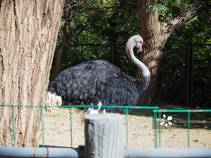 济南动物园的鸵鸟图片素材