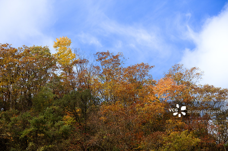 秋天色彩斑澜的米仓山景区图片素材