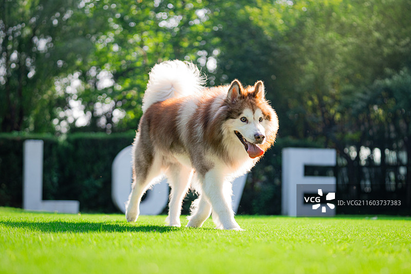 阿拉斯加犬图片素材
