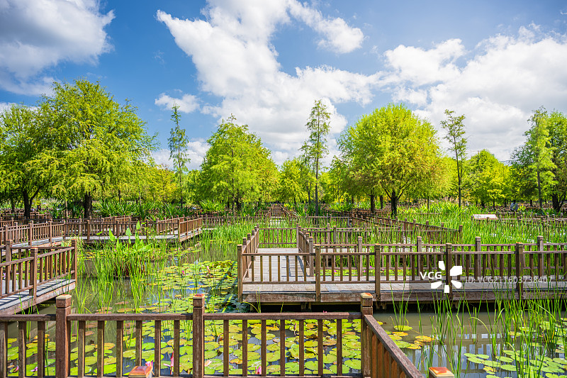 厦门五缘湾湿地公园中的池塘和木桥图片素材