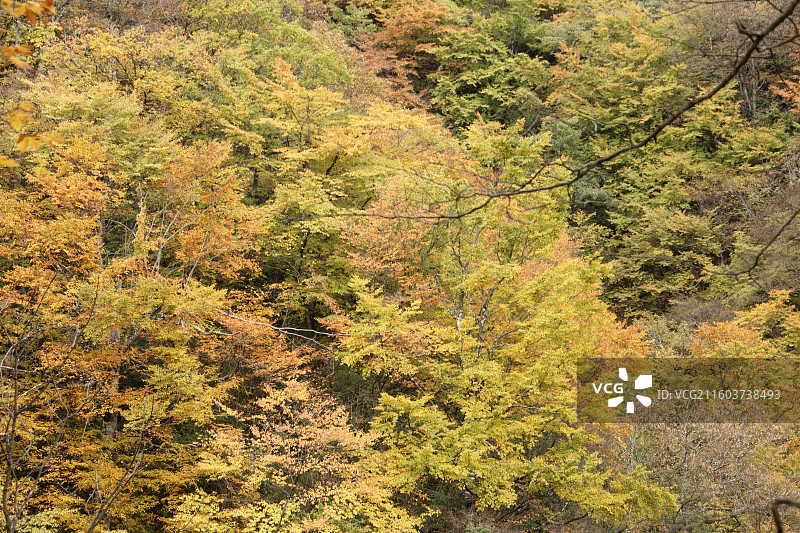 秋天彩色的米仓山景区图片素材