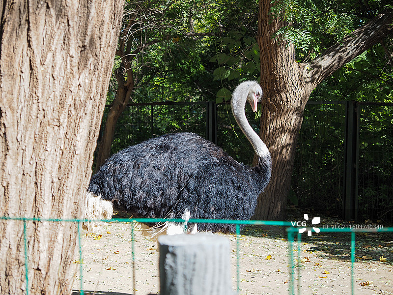 济南动物园的鸵鸟图片素材