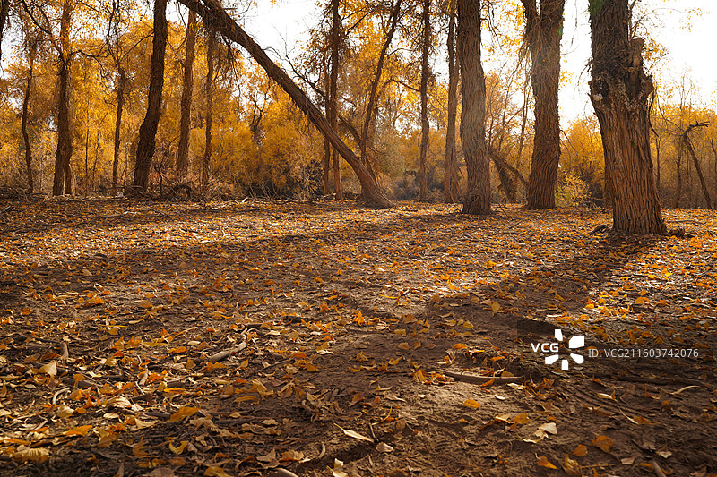 新疆沙雅139胡杨秘境公路沿途风光图片素材