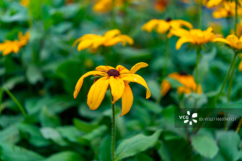 公园里的黑心菊、秋天的金光菊、黄色植物图片素材
