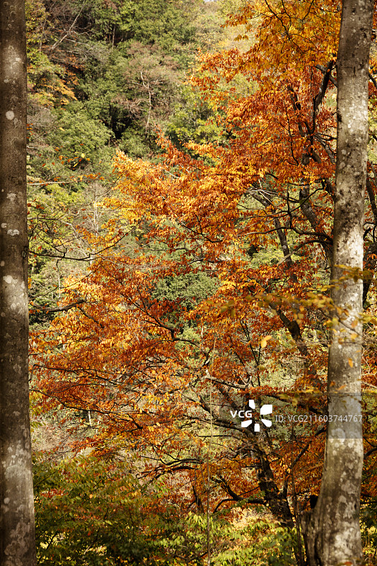 秋天彩色的米仓山景区图片素材
