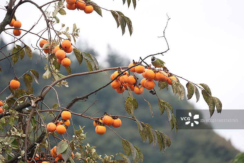贵州毕节威宁金钟夸都么站冬天柿子成熟图片素材